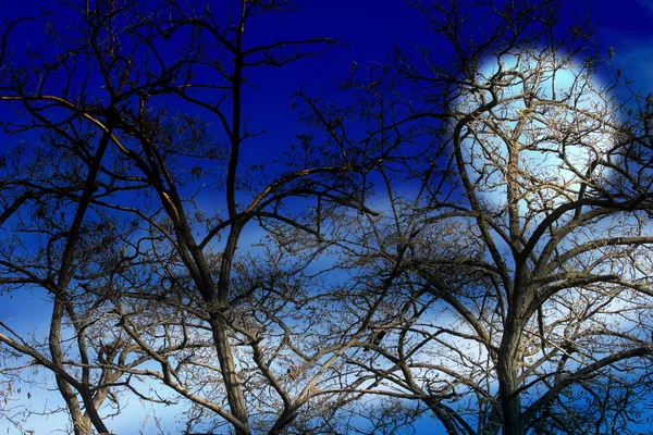 Темное небо и дерево — стоковое фото