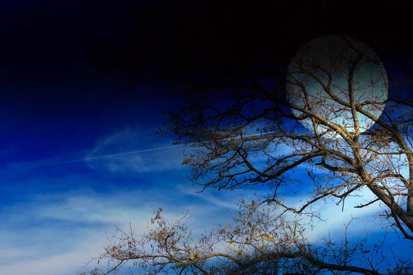 Céu escuro e árvore — Fotografia de Stock