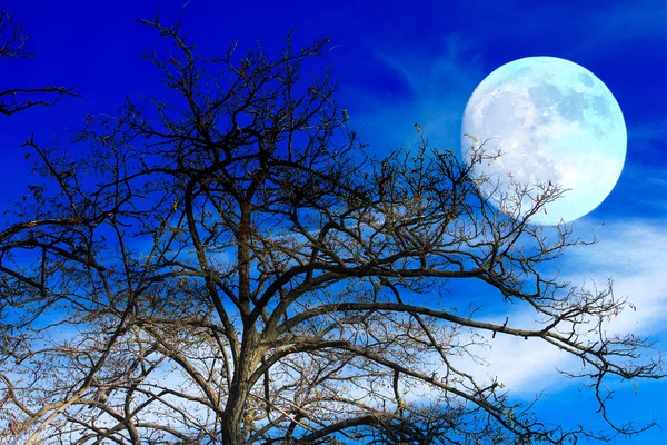 Cielo oscuro y árbol — Foto de Stock