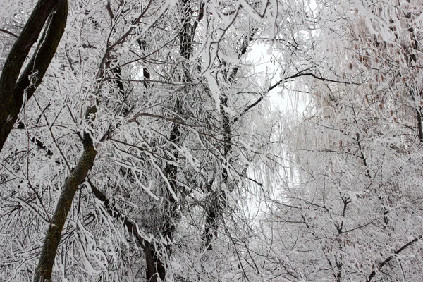 Ice on a branch — Stock Photo, Image