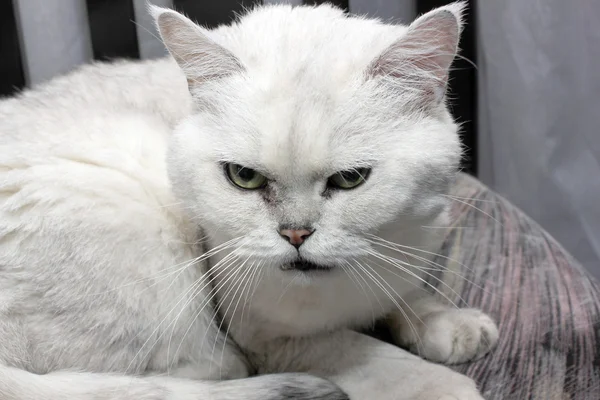 Gato gris — Foto de Stock