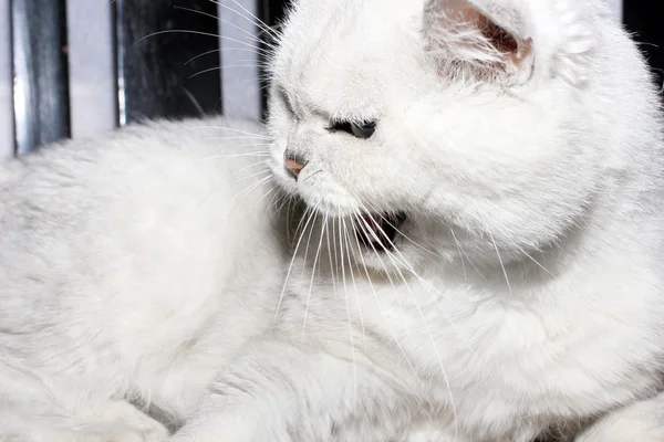 Gato gris — Foto de Stock