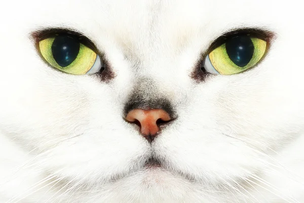 Grå katt — Stockfoto