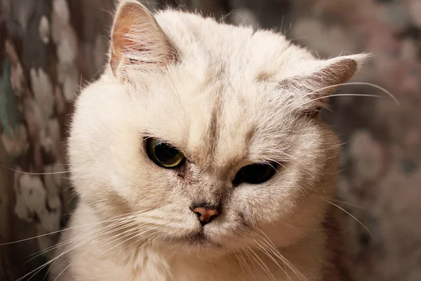 Grey cat — Stock Photo, Image