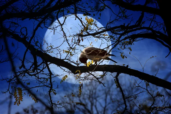 Cuervo y árbol — Foto de Stock