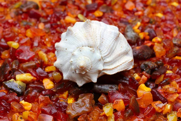 Ámbar y concha marina —  Fotos de Stock