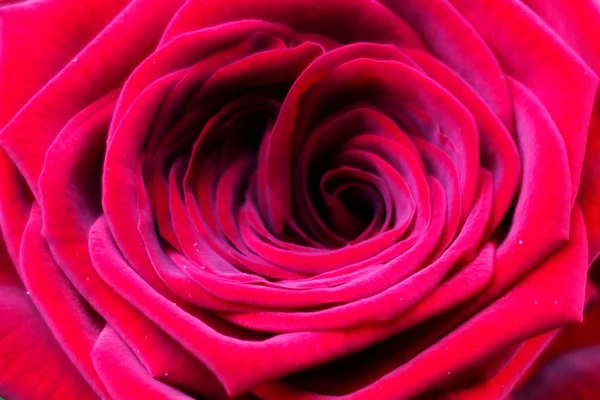 Rote Rose — Stockfoto