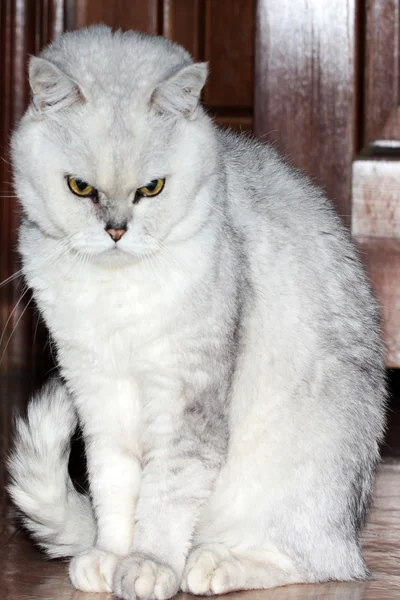 Kucing kelabu — Stok Foto