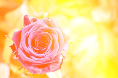 Flower rose clipart