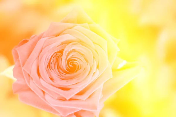Rosa dei fiori — Foto Stock