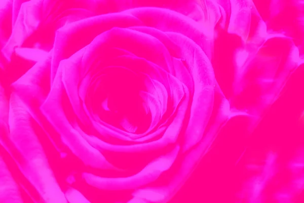 Rosa dei fiori — Foto Stock