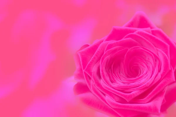 Kwiat róży — Zdjęcie stockowe
