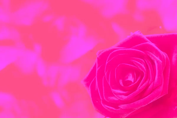 花玫瑰 — 图库照片