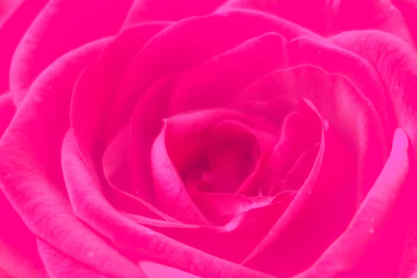 Rosa flor —  Fotos de Stock