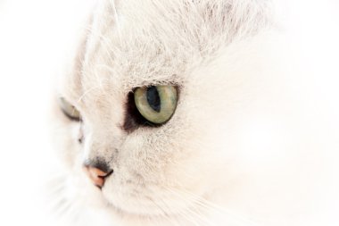 Gri kedi