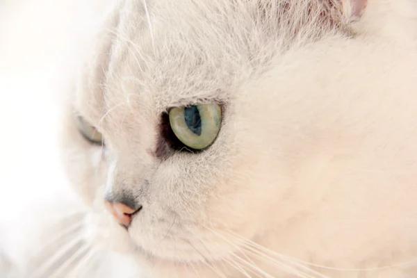 Gato gris — Foto de Stock