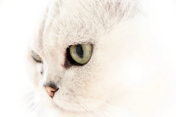 Grey cat — Stock Photo, Image