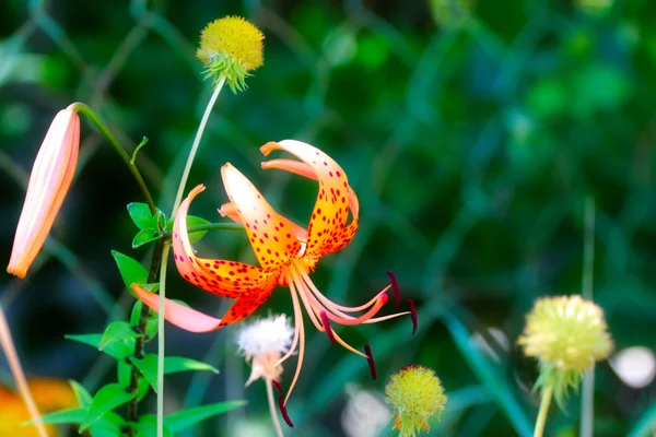 Campo de Lily —  Fotos de Stock