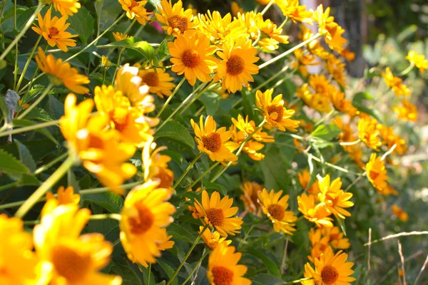 黄色のオレンジ色の花 — ストック写真
