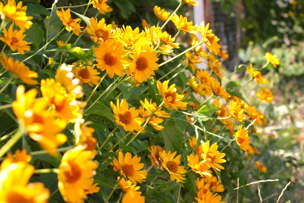 黄色のオレンジ色の花 — ストック写真