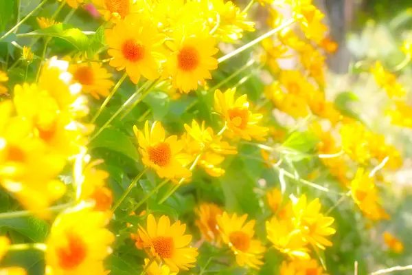 Gelbe orange Blüten — Stockfoto