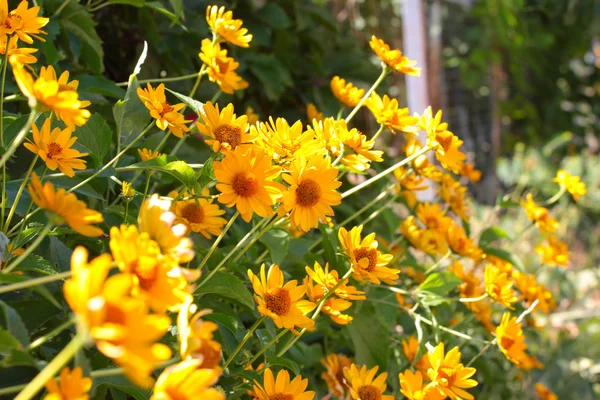 黄色のオレンジ色の花 — ストック写真