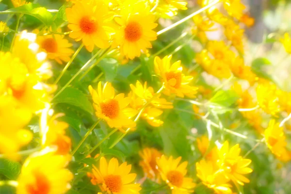 Жовтий оранжеві квіти — стокове фото