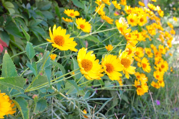 Gelbe orange Blüten — Stockfoto