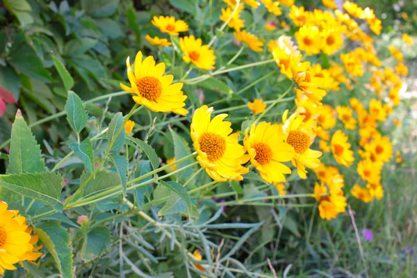 黄色のオレンジ色の花 — ストック写真