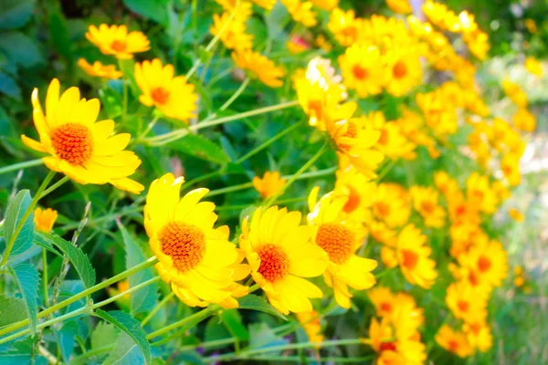 Žluté oranžové květiny — Stock fotografie