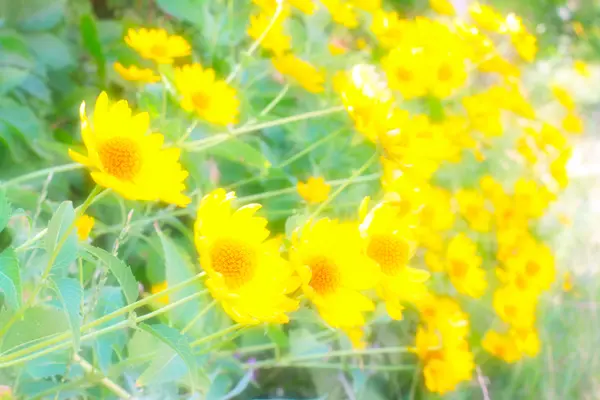 Κίτρινο πορτοκαλί λουλούδια — Φωτογραφία Αρχείου