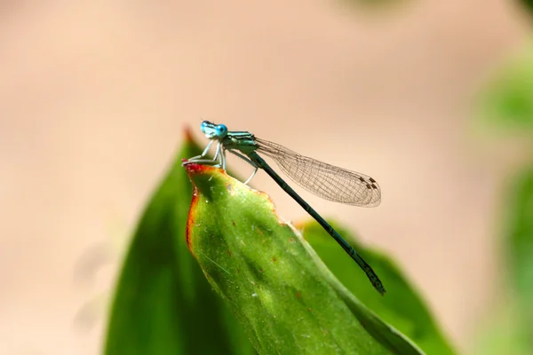 Mosca-dragão — Fotografia de Stock