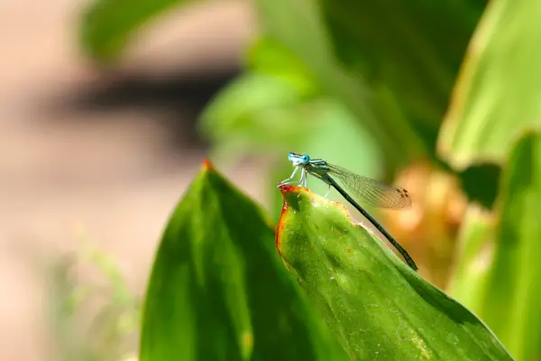 Dragon-fly — Stock Photo, Image