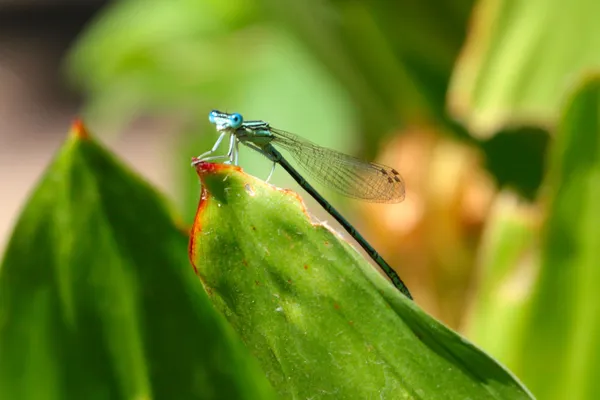 Dragon-fly — Stockfoto