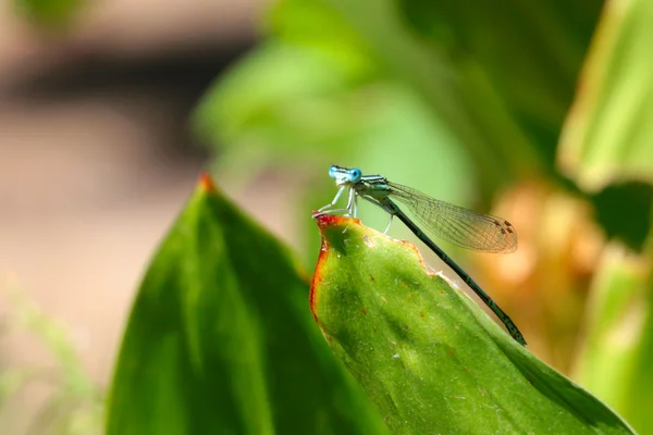 Dragon-fly — Stockfoto