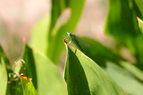 Lalat naga — Stok Foto