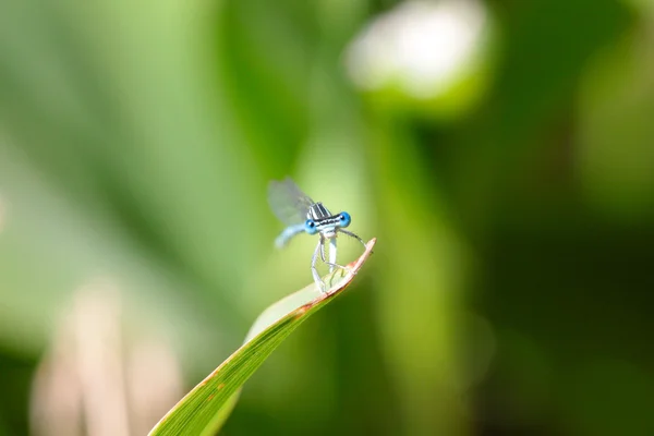 Libelle — Stockfoto