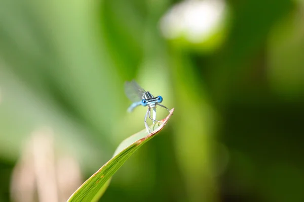 Libelle — Stockfoto