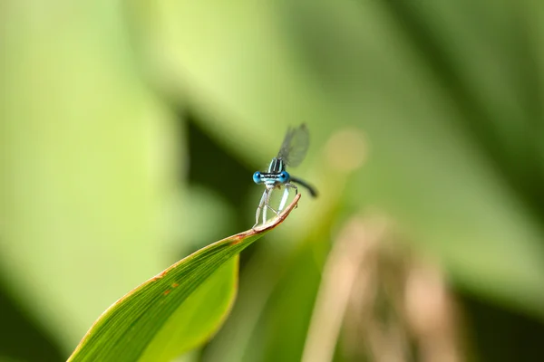 Mosca-dragão — Fotografia de Stock