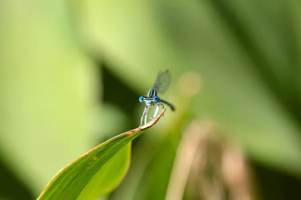 Mosca-dragão — Fotografia de Stock