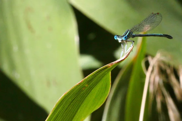 Dragon-fly — Stock fotografie