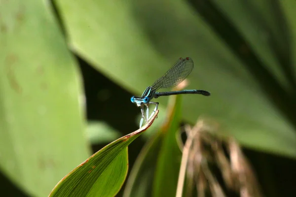 Dragon-fly — Stockfoto