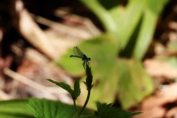 Mosca-dragão — Fotografia de Stock