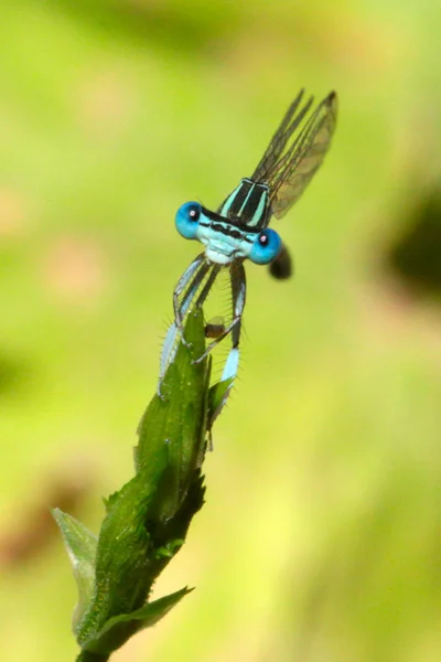 Drago-mosca — Foto Stock