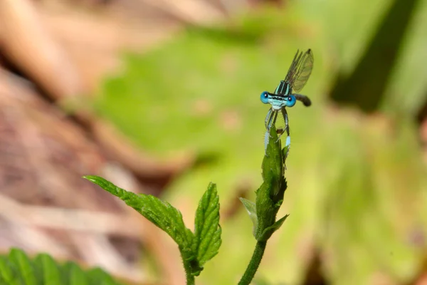 Mosca-dragão — Fotografia de Stock