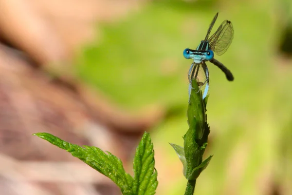 Dragon-fly — Stock fotografie