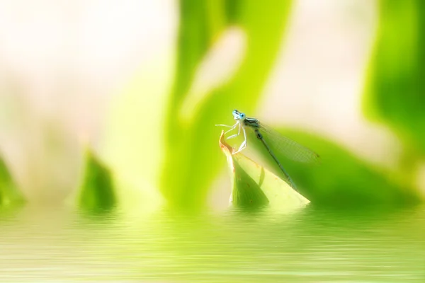 Dragon-fly — Stock fotografie