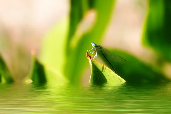 Mosca-dragão — Fotografia de Stock