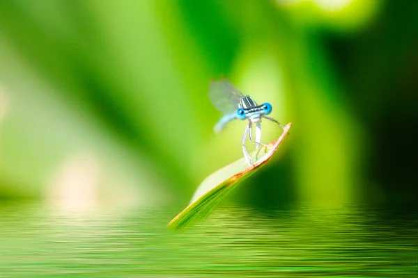 Mosca-dragão — Fotografia de Stock