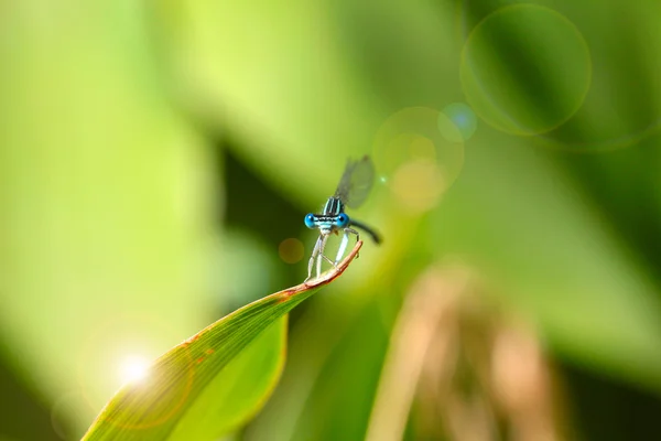 Dragon-fly — Stock fotografie